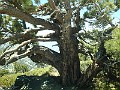 2014 Mt Baldy Cali 136